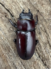 【WD】《ウォードコクワ チベット産 44.5mm ペア》