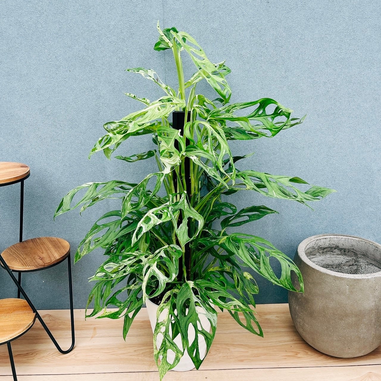 現品］3番 ドラセナ コンシンネ レインボー 8号 観葉植物 室内