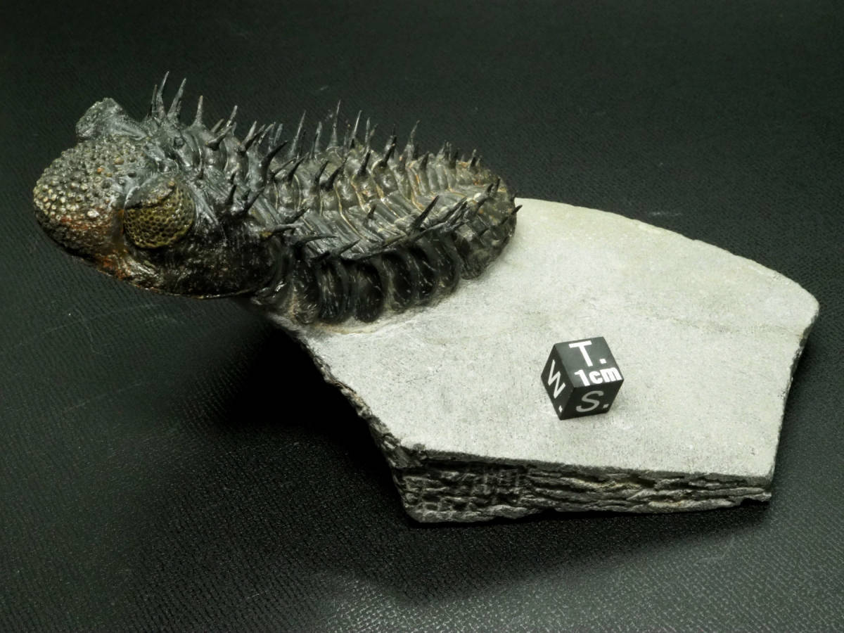 三葉虫【Drotops armatus】【501 g】モロッコ王国産/ドロトプス/化石