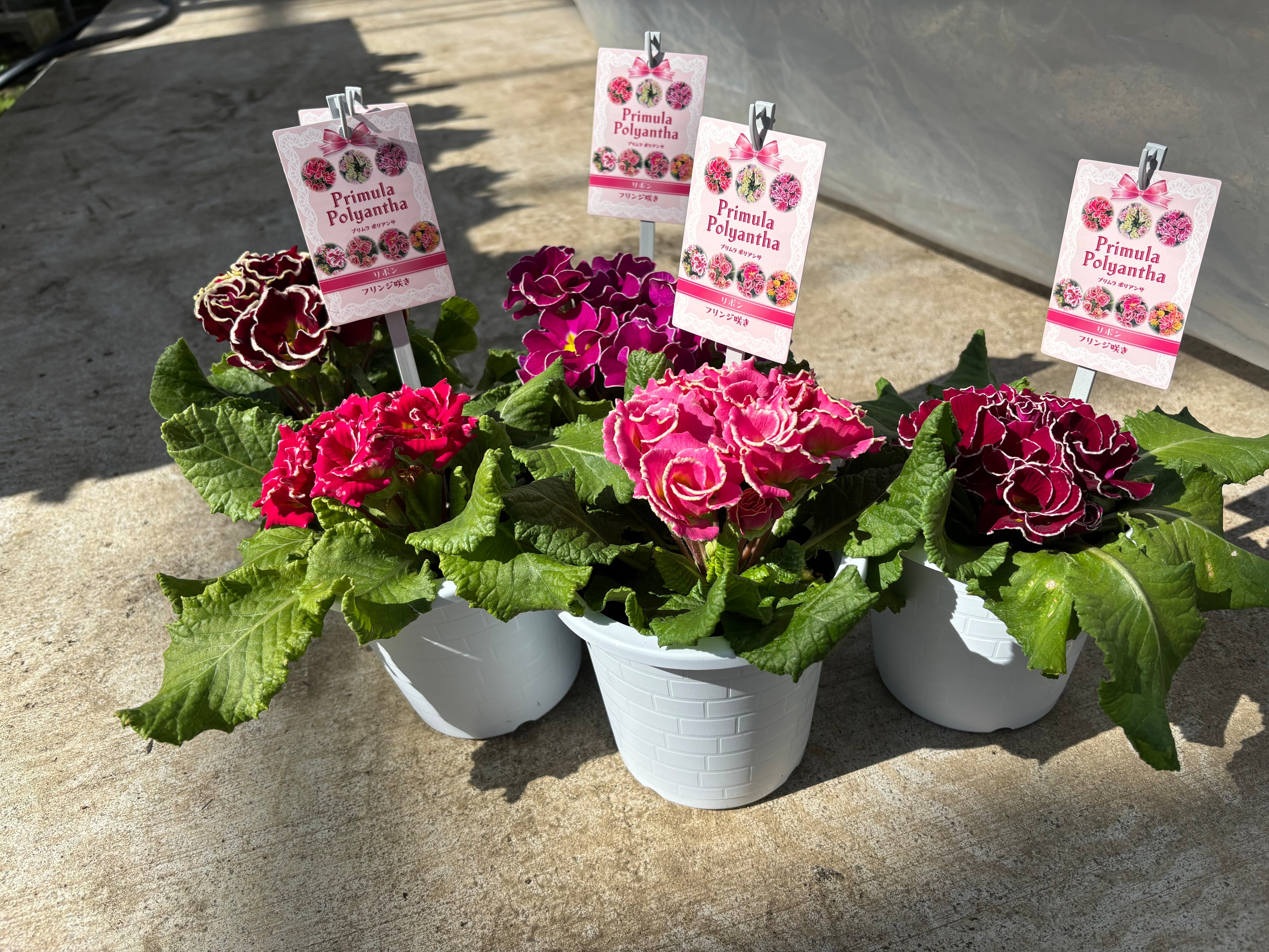 flowerbiz