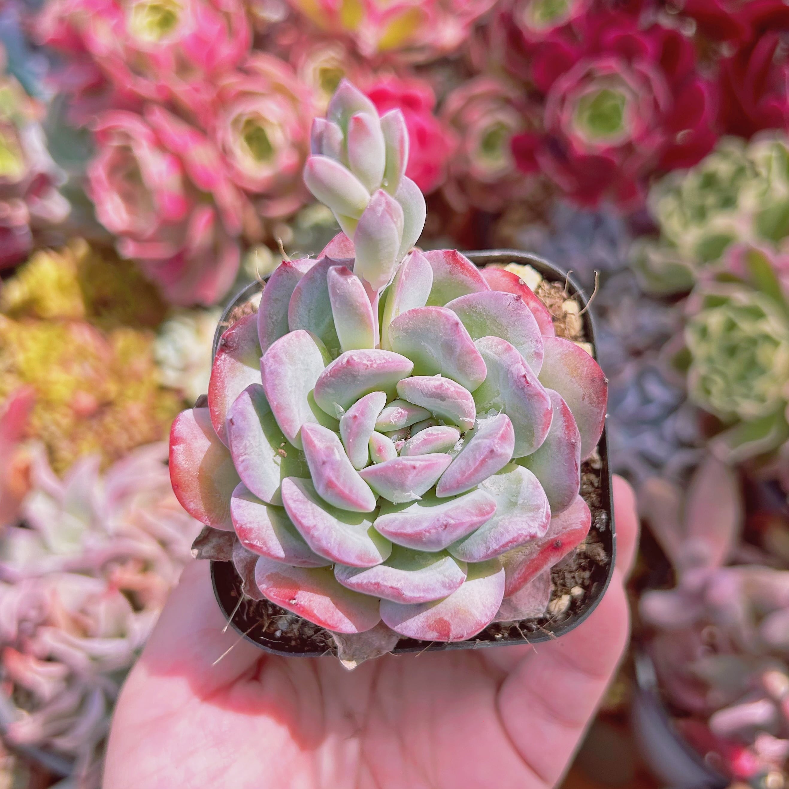 #1178現物　多肉植物　メキシコポルデンシスxモンロー