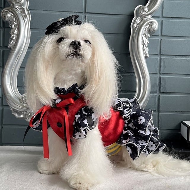 犬服ハンドメイド　お嬢様オーダー品 3f3afcc0ce100eb23ea20a8032230d