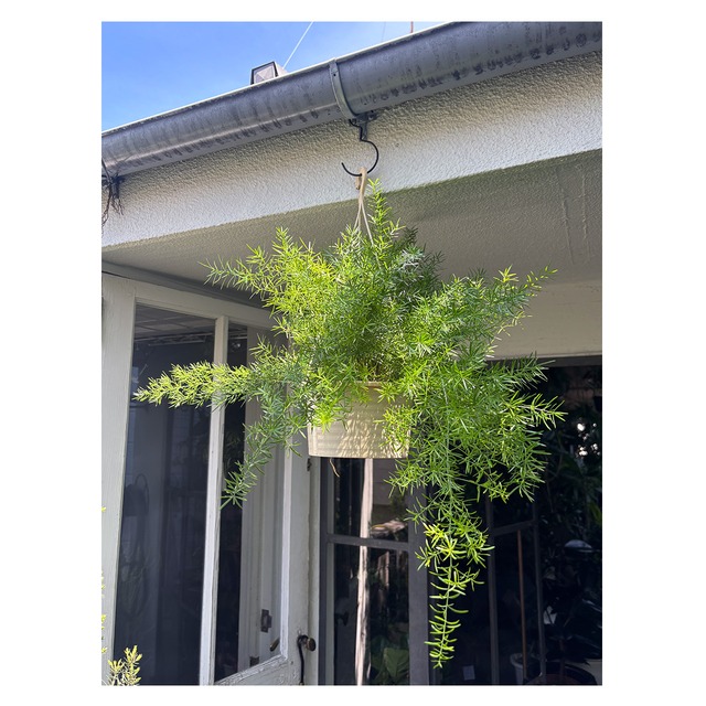 Asparagus densiflorus 'Sprengeri'