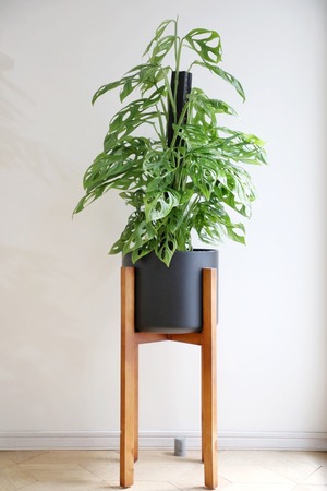 【希少】【都内近郊限定配送】【130cm】マドカズラ ミントバリエガータ/Monstera Adansonii　※スタンド鉢カバー別売り