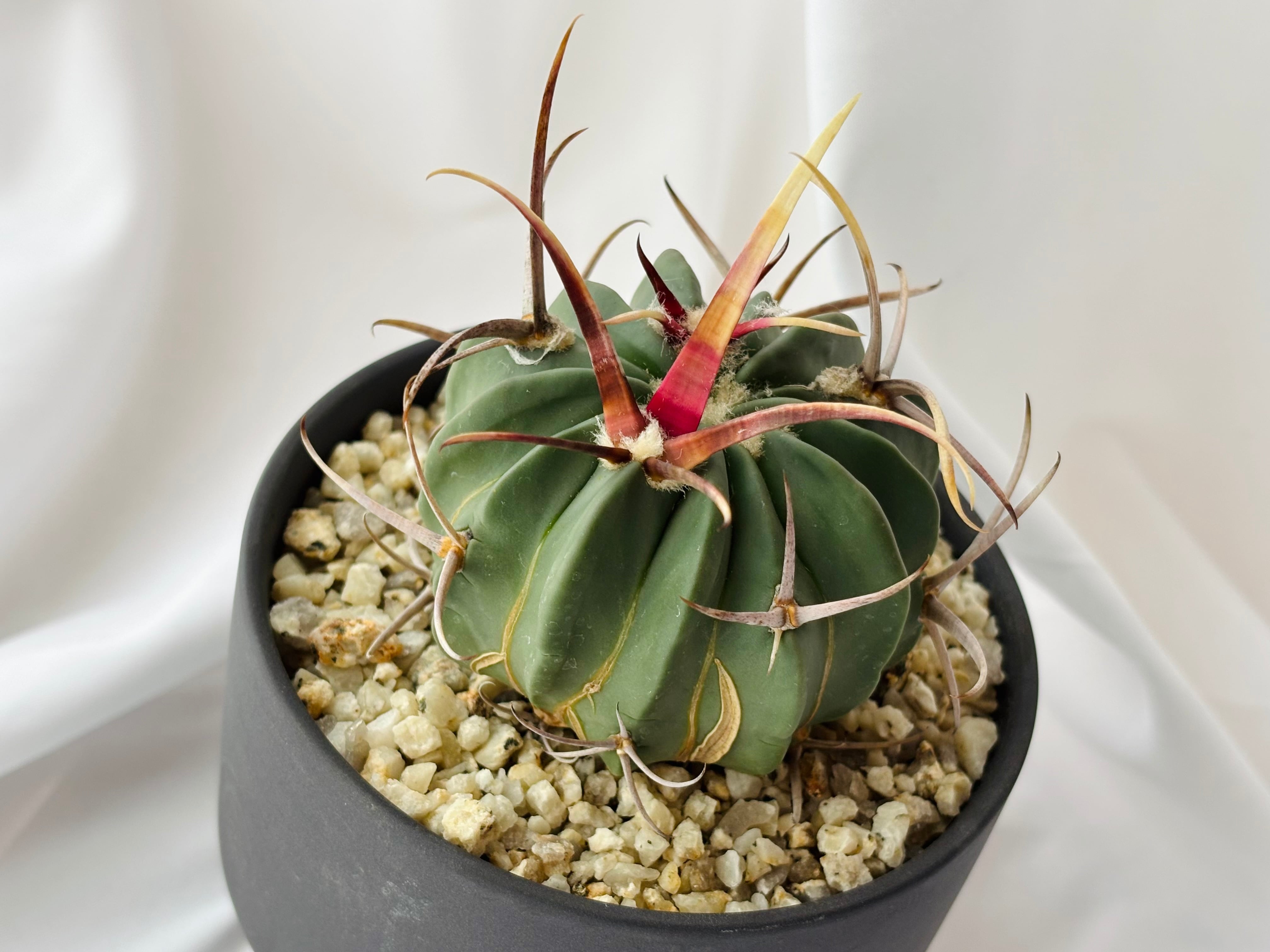 サボテン エキノフォスロカクタス2株セット 実生 竜剣丸 M109798624