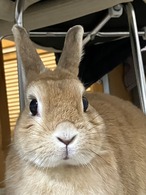 受注制作「パパー、またゴロゴロしてるー」うさこ