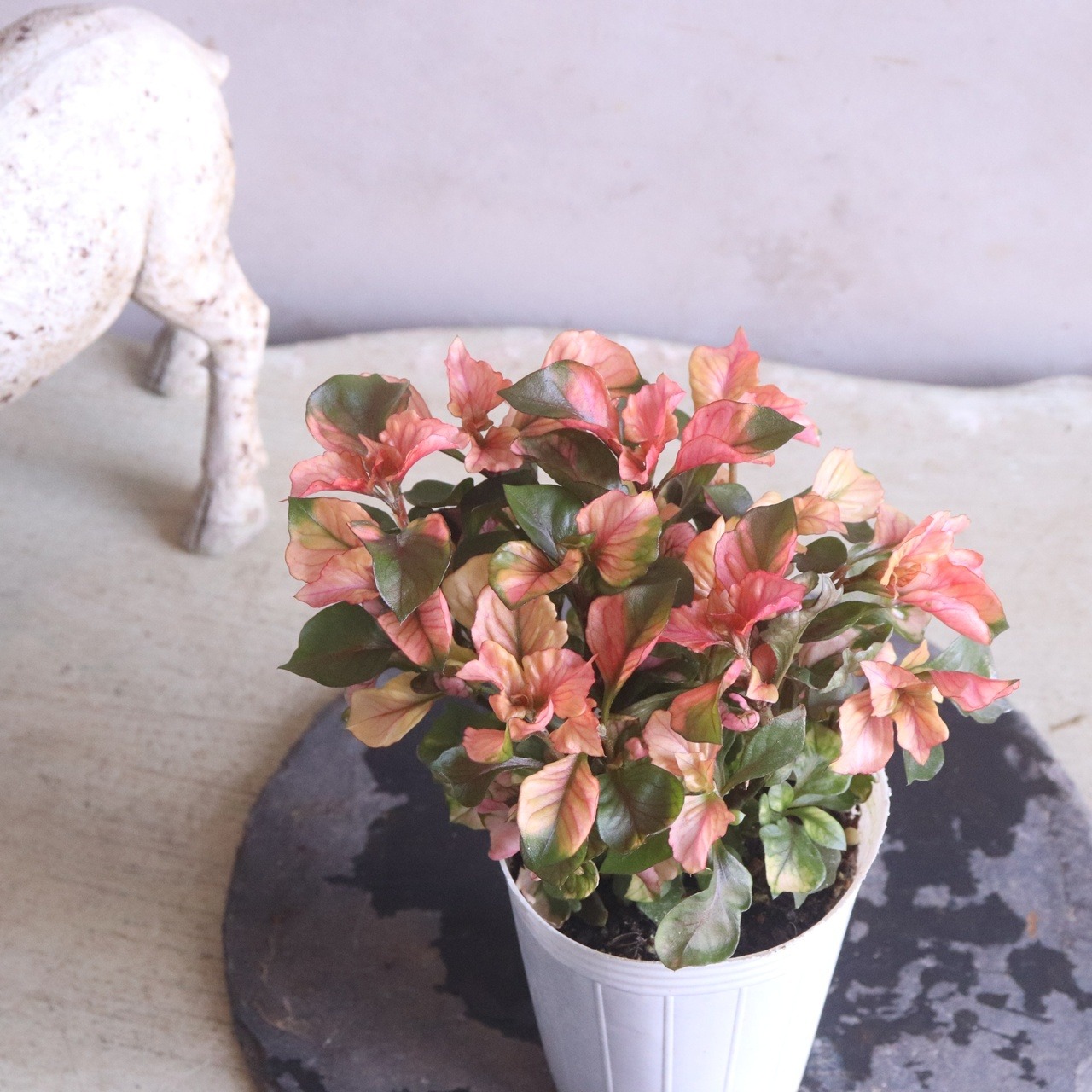 アルテルナンテラ ファニードレス｜新色＊寄せ植えを華やかにするカラーリーフ