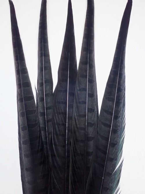 【AFS】Ringneck Pheasant Tail dyd BLACK  x 2pcs. / フェザントテール ブラック