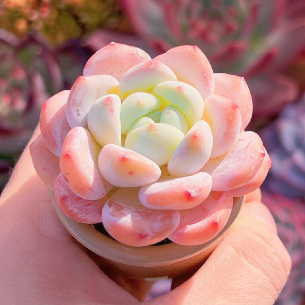 多肉植物 夢雪 新入荷 るる農園 | るる農園~多肉植物専門