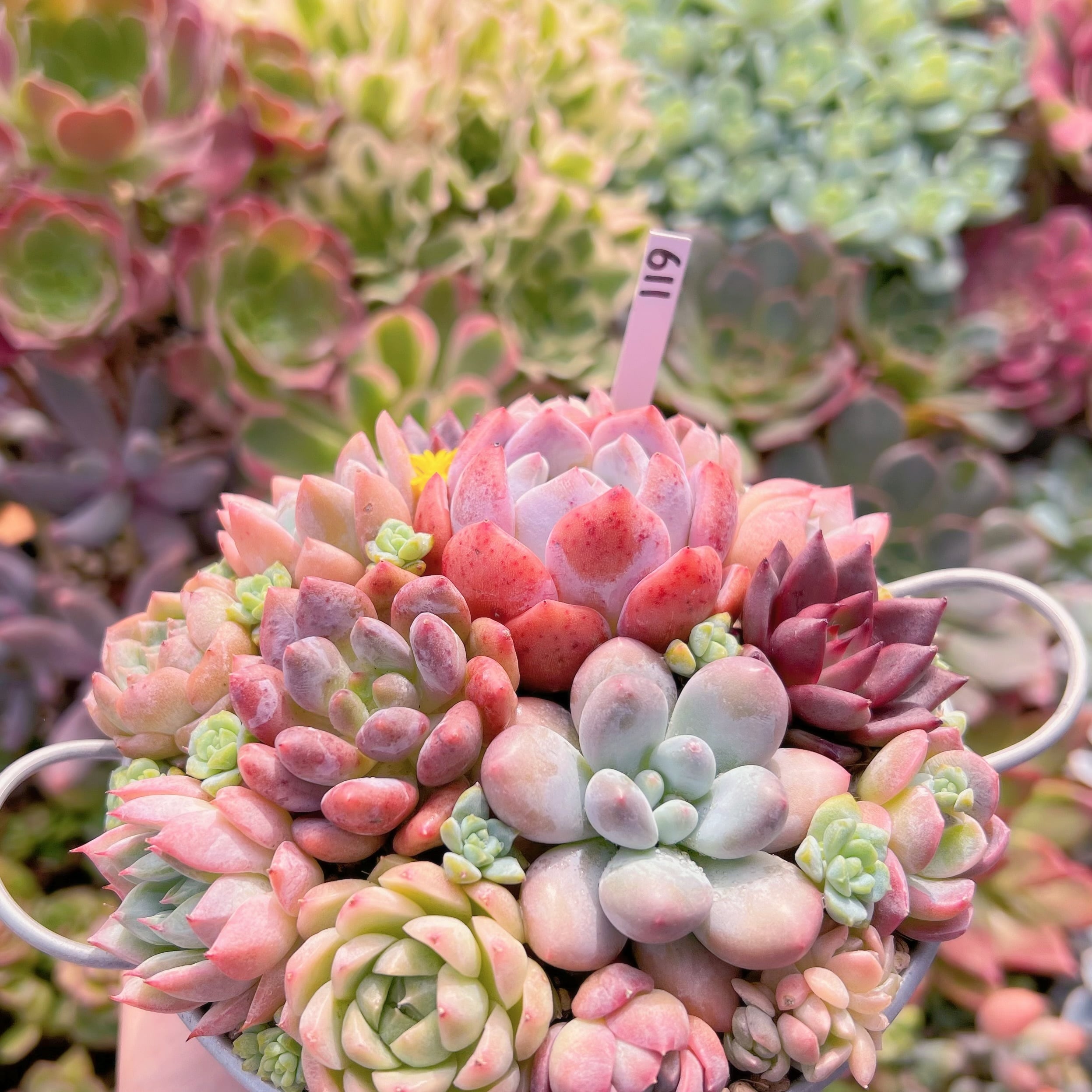 現物 寄せ植えセット#611 るる農園 | るる農園~多肉植物専門