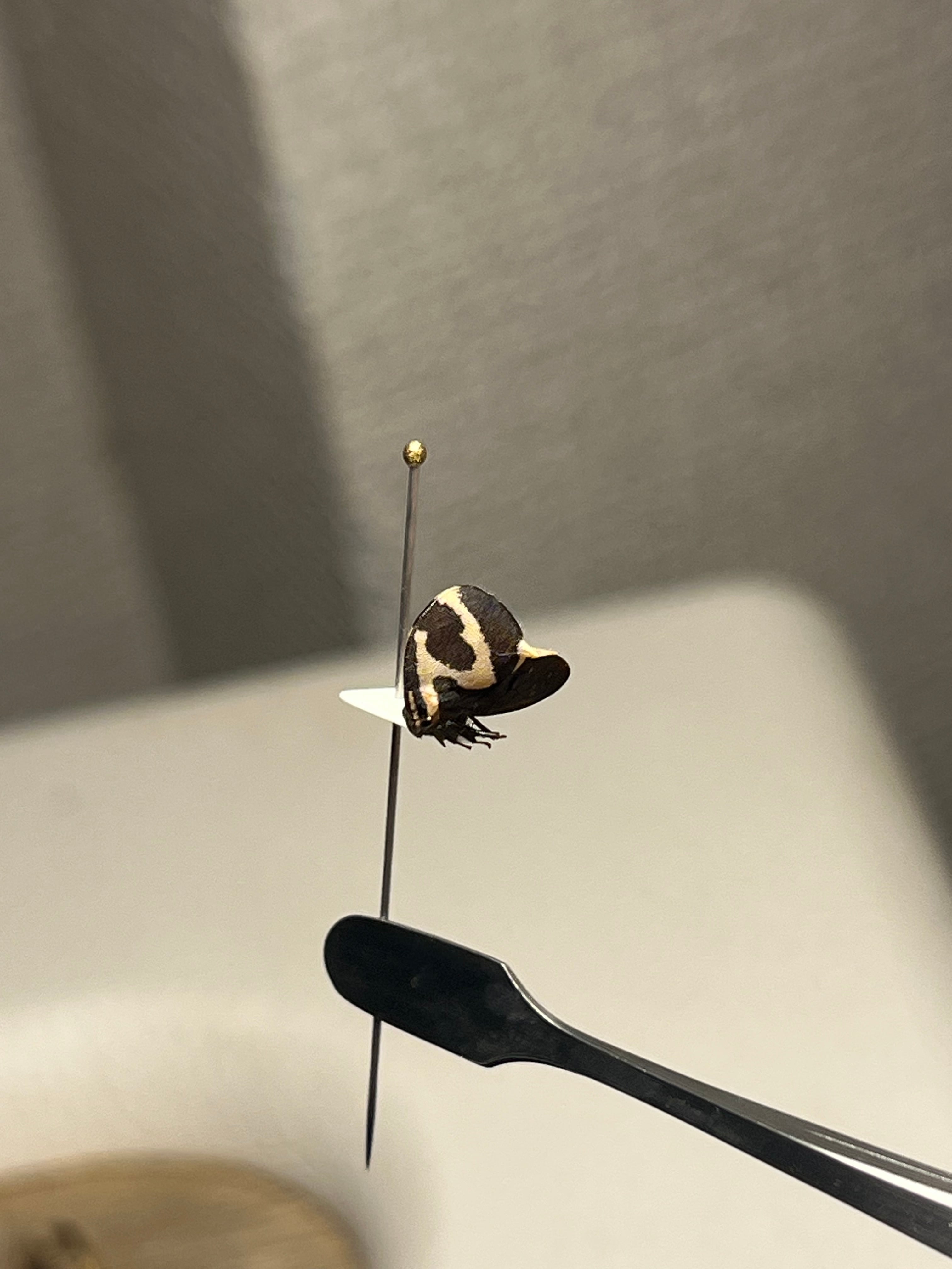 完璧髑髏】パンダヘルメットツノゼミ Anchistrotus sp.セミ ホタル 蛍
