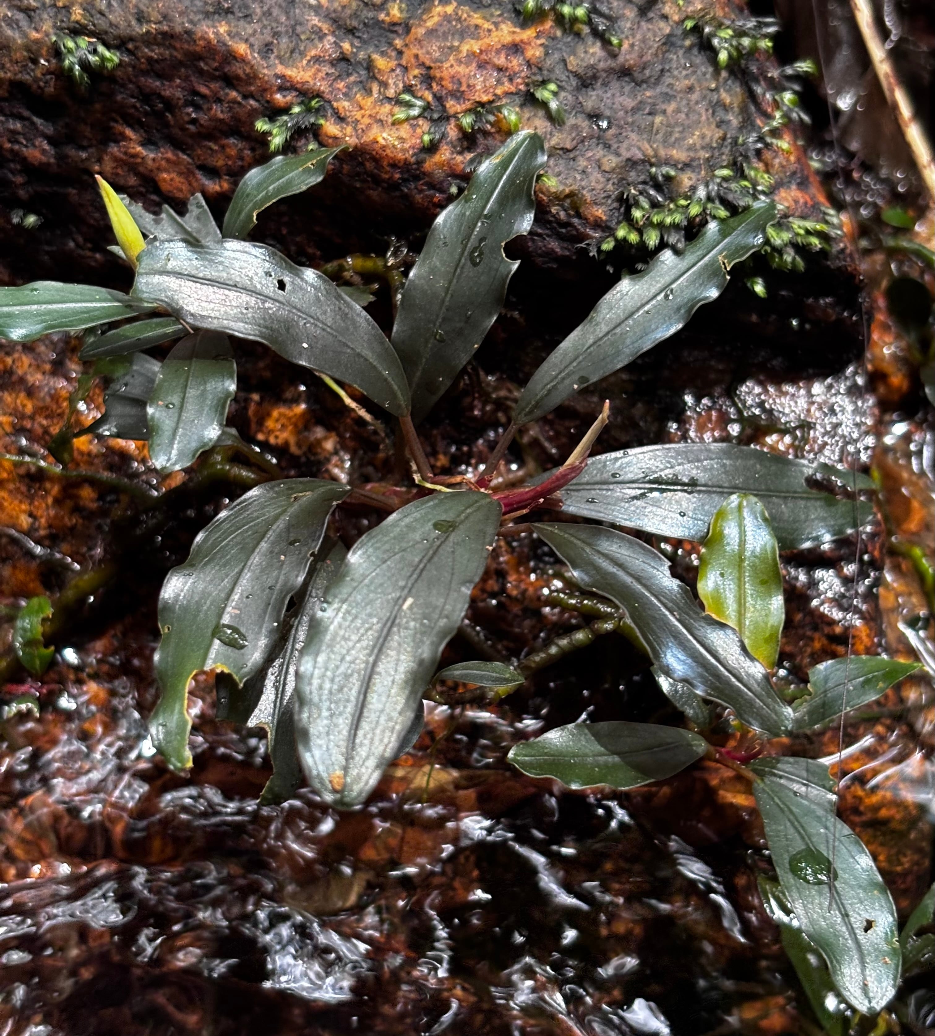 Bucephalandra ブセファランドラ | 熱帯雨林植物専門店 トイ吉園芸