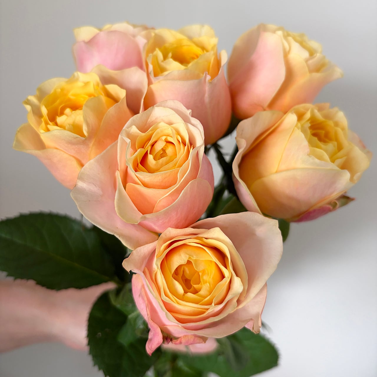 必読！！】ご注文をされる前に必ずお読みください。 | 2020スマイル