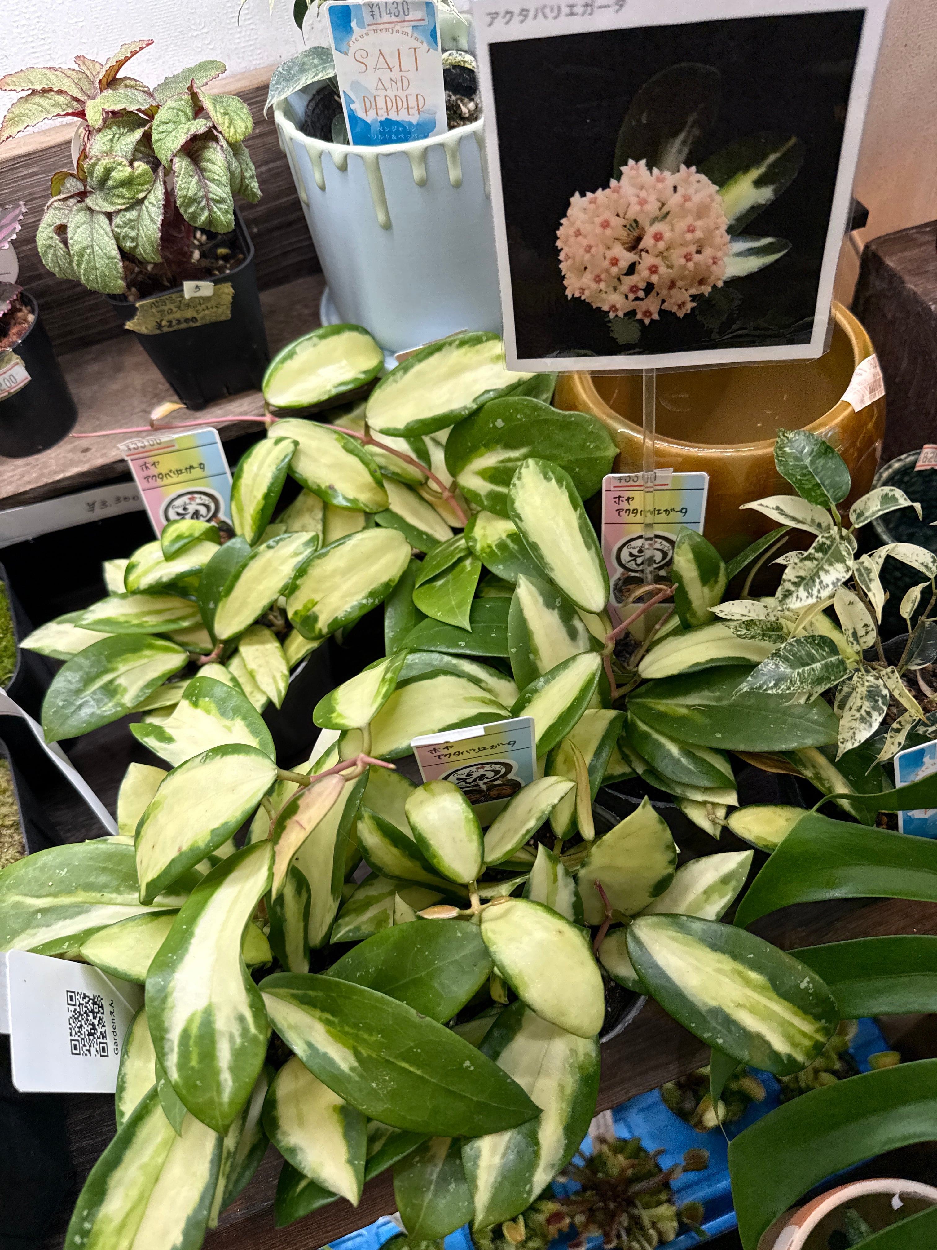 斑入り植物(バリエガータ・錦) | Gardenえん 【観葉熱帯植物】