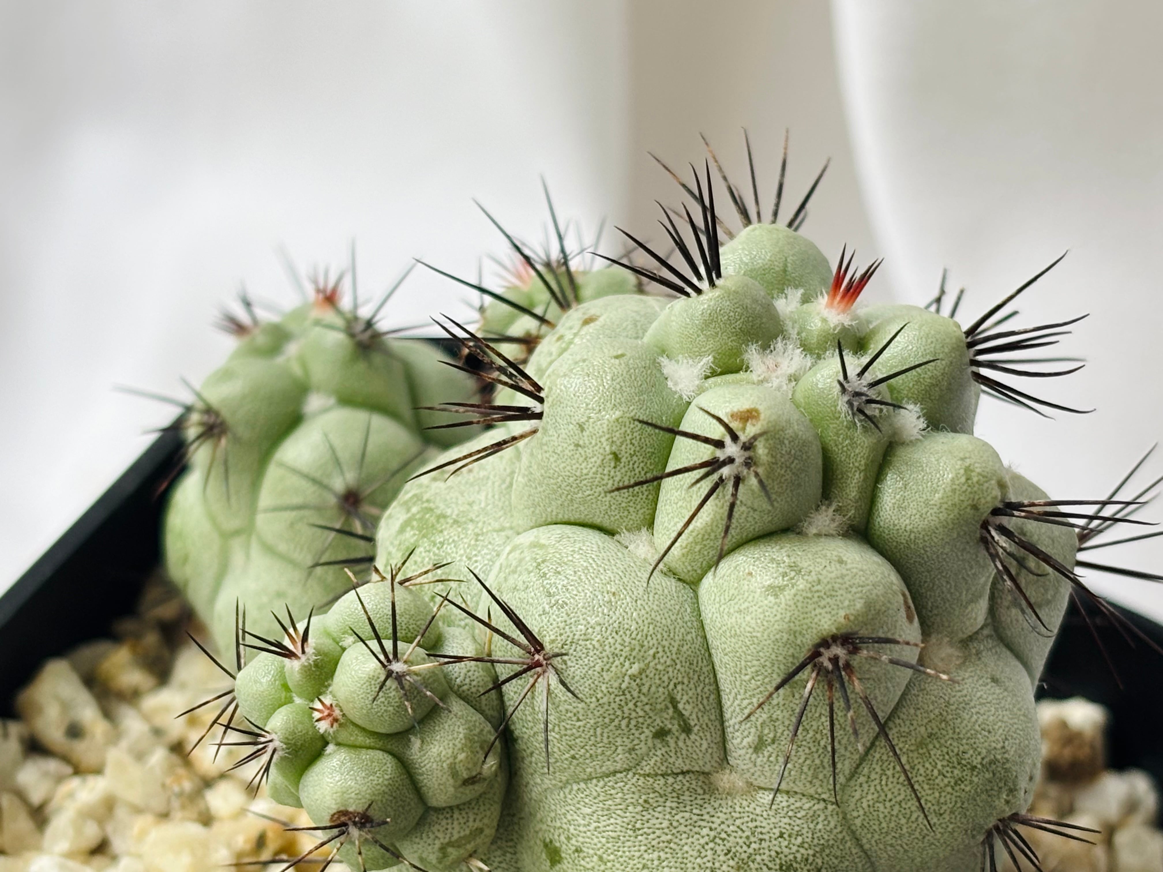 Ortegocactus macdougallii オルテゴカクタス マクドガリー サボテン