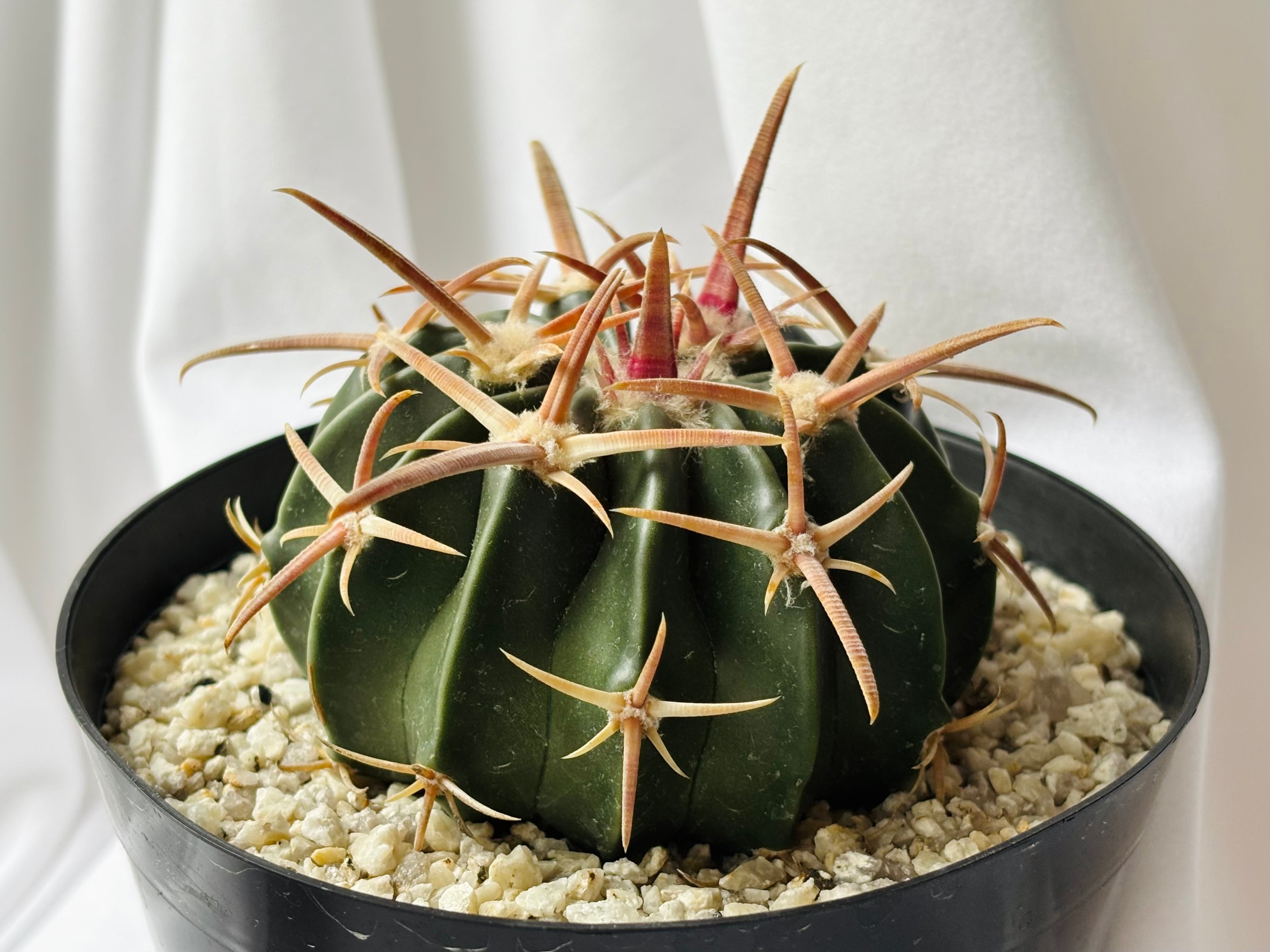 Echinocactus horizonthalonius エキノカクタス 花王丸 サボテン