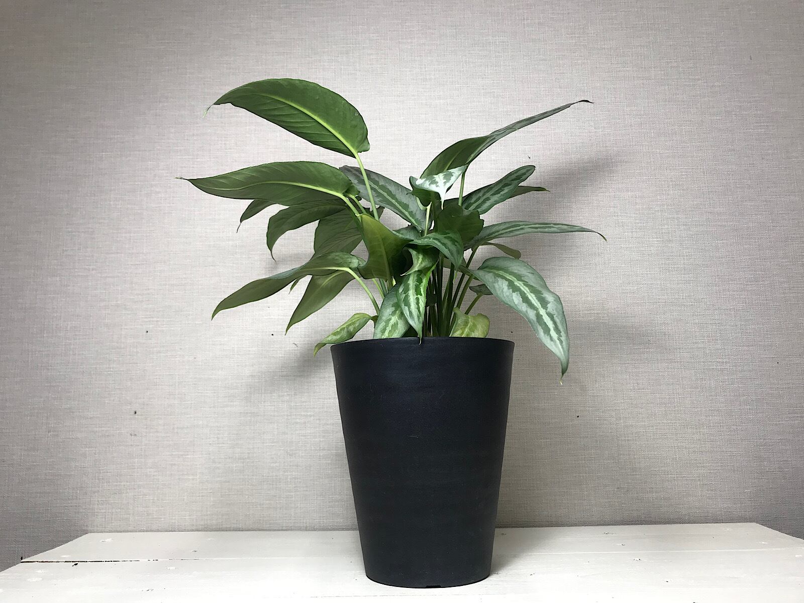 スキスマトグロッティス ハイナエンシス