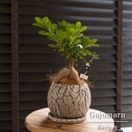 運気UP ガジュマルの木 5号 恐竜のたまご 陶器鉢 ピック付 観葉植物 ガジュマル 多幸の木