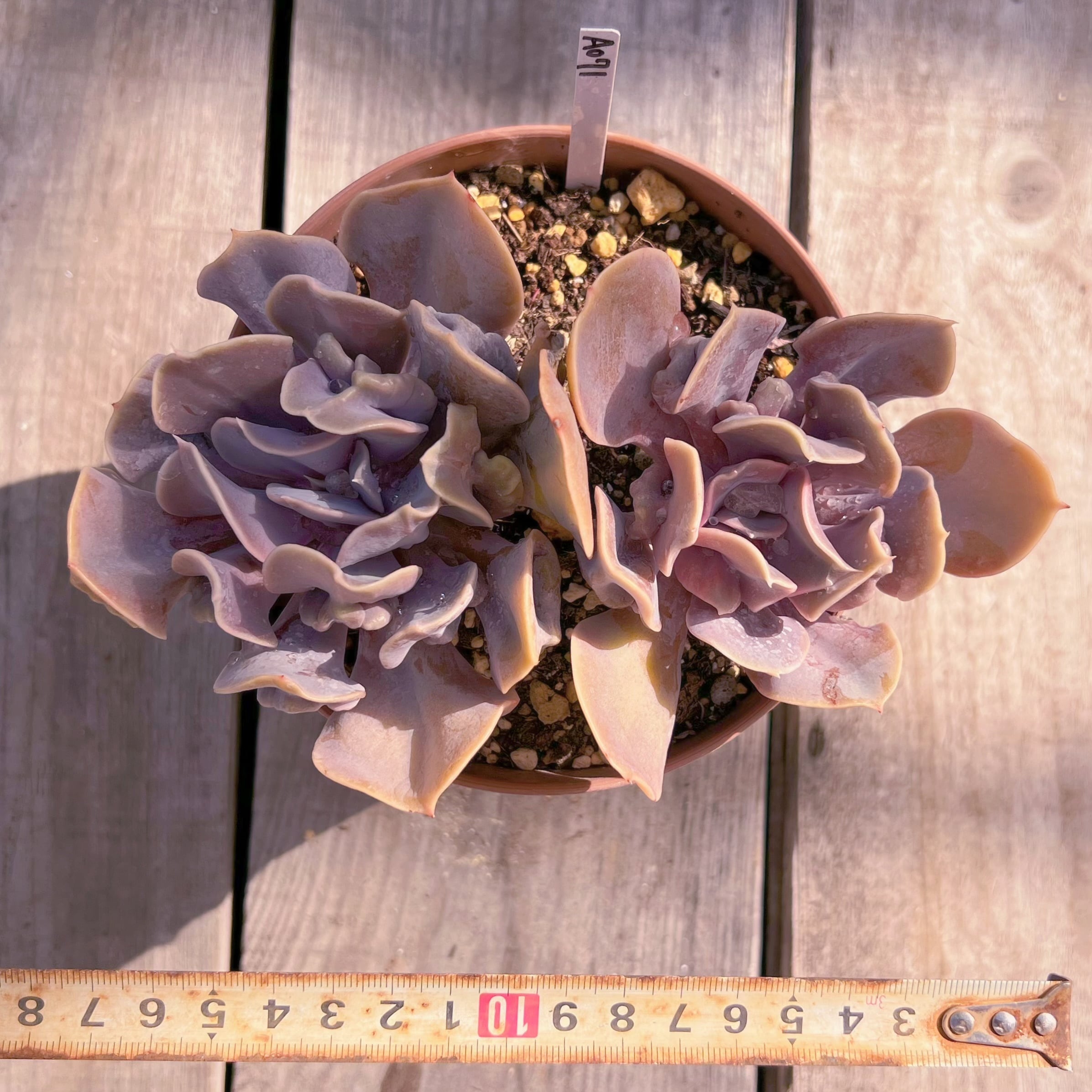 現品 ヴァルキリーエトランペット#A091 るる農園 | るる農園~多肉植物専門