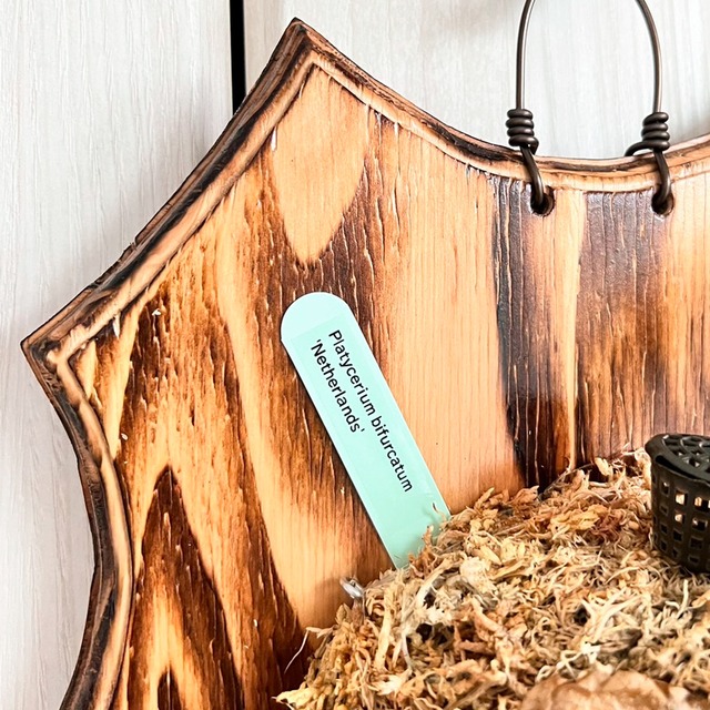 ビカクシダ ネザーランド 板付 【観葉植物 室内 コウモリラン】