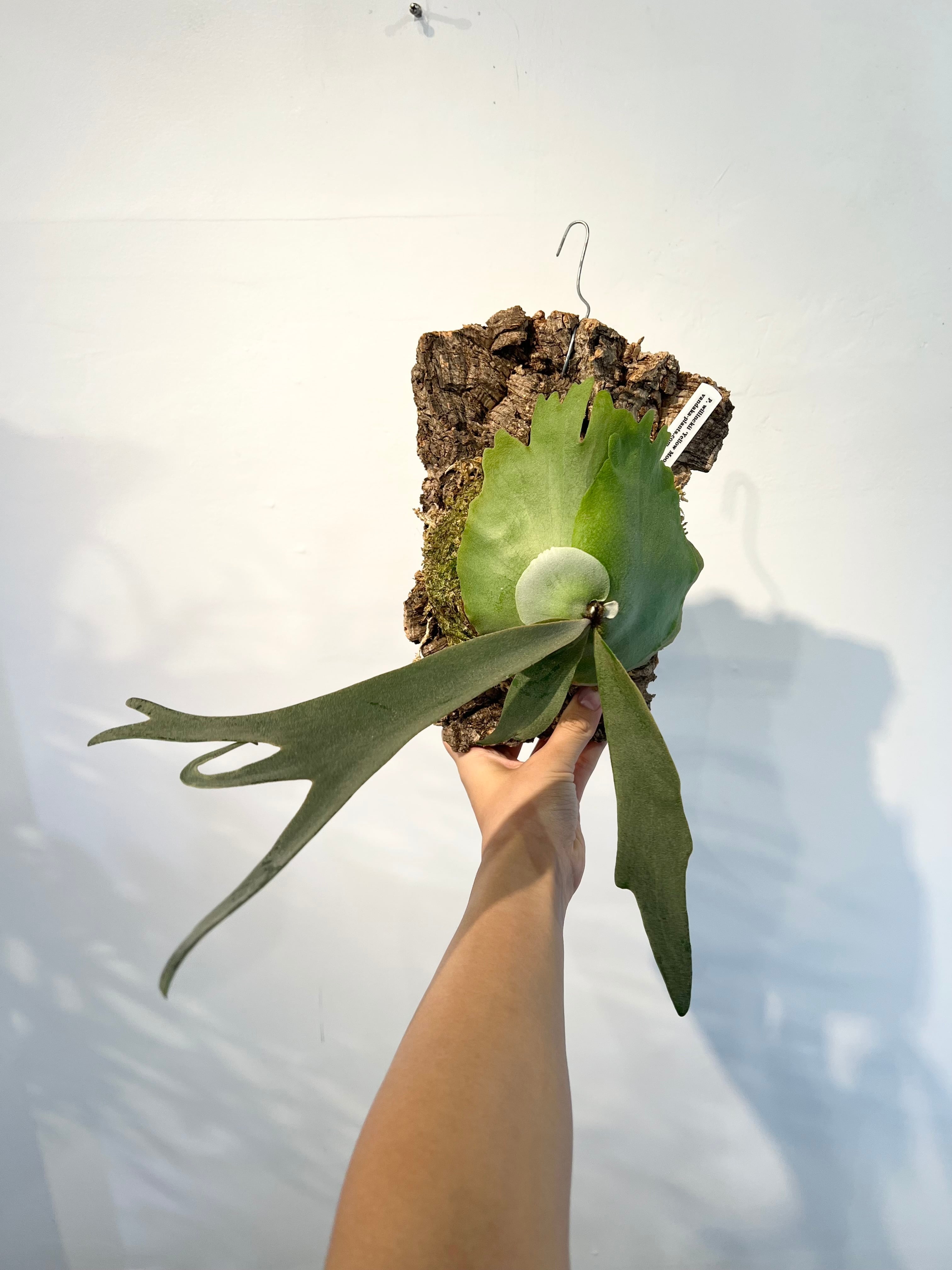 ビカクシダ　P. 'Yellow moon' willinckii ウィリンキー P.willinckii cv.Yellow Moon① @bikamori.com ウィリンキーイエロー