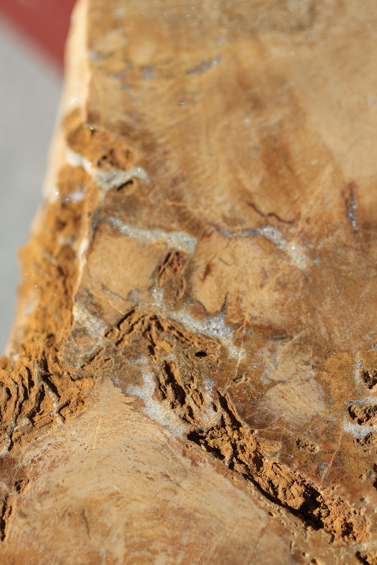 ペトリファイドウッド プレート |  Petrified Wood Plate ◇ 天然石・鉱物・パワーストーン | st00408