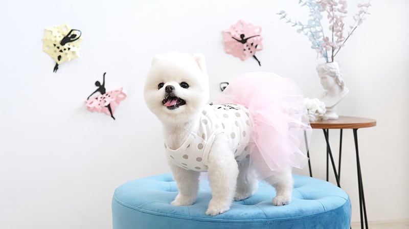 【SALE】ラブリーチュールワンピース S ~ XL 2color  /  犬服 春夏 新作 お出かけ 可愛い 犬の服 ドッグウェア ワンコ服 ペット用品  onepiece31