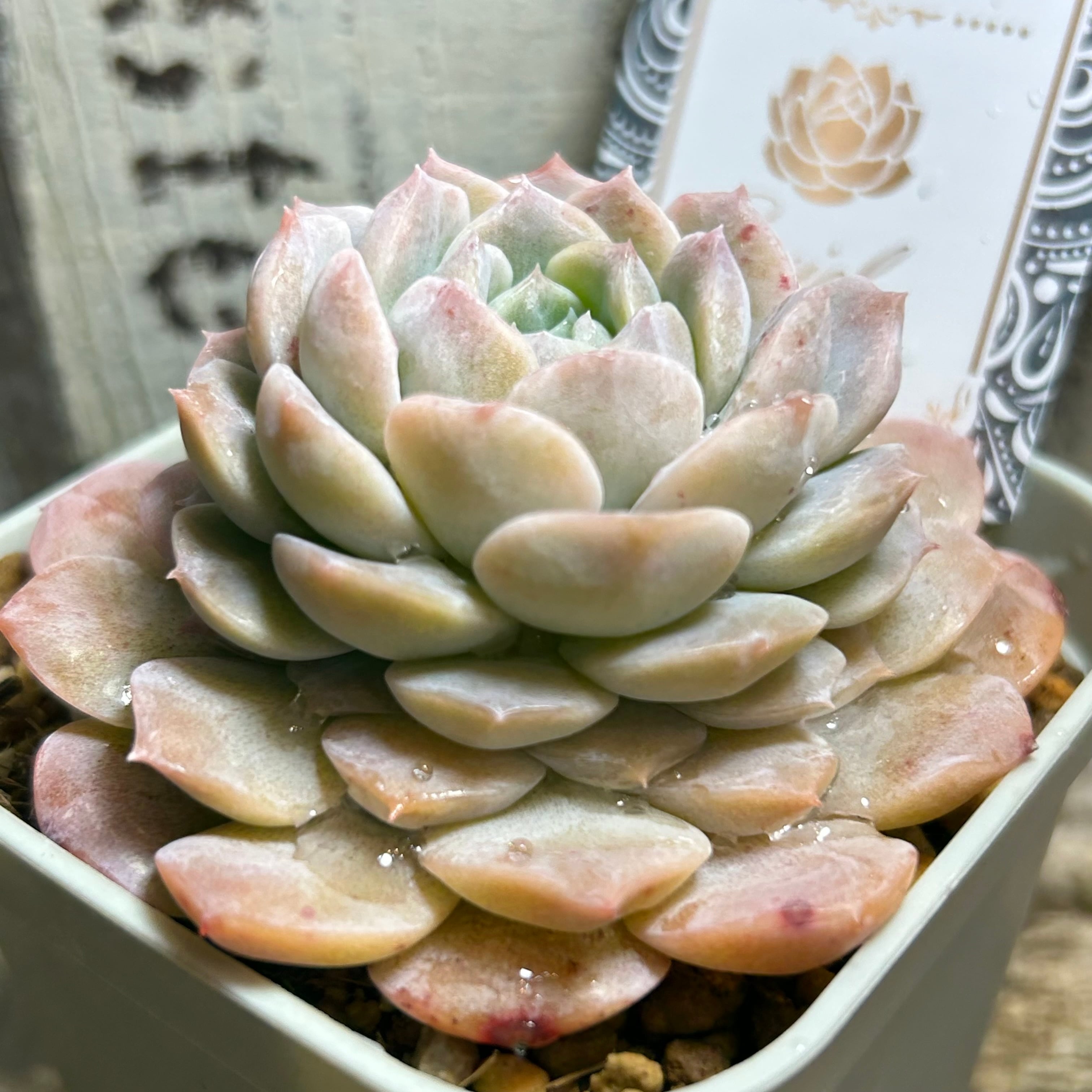 ピュアラブ | RuPo 多肉植物専門店