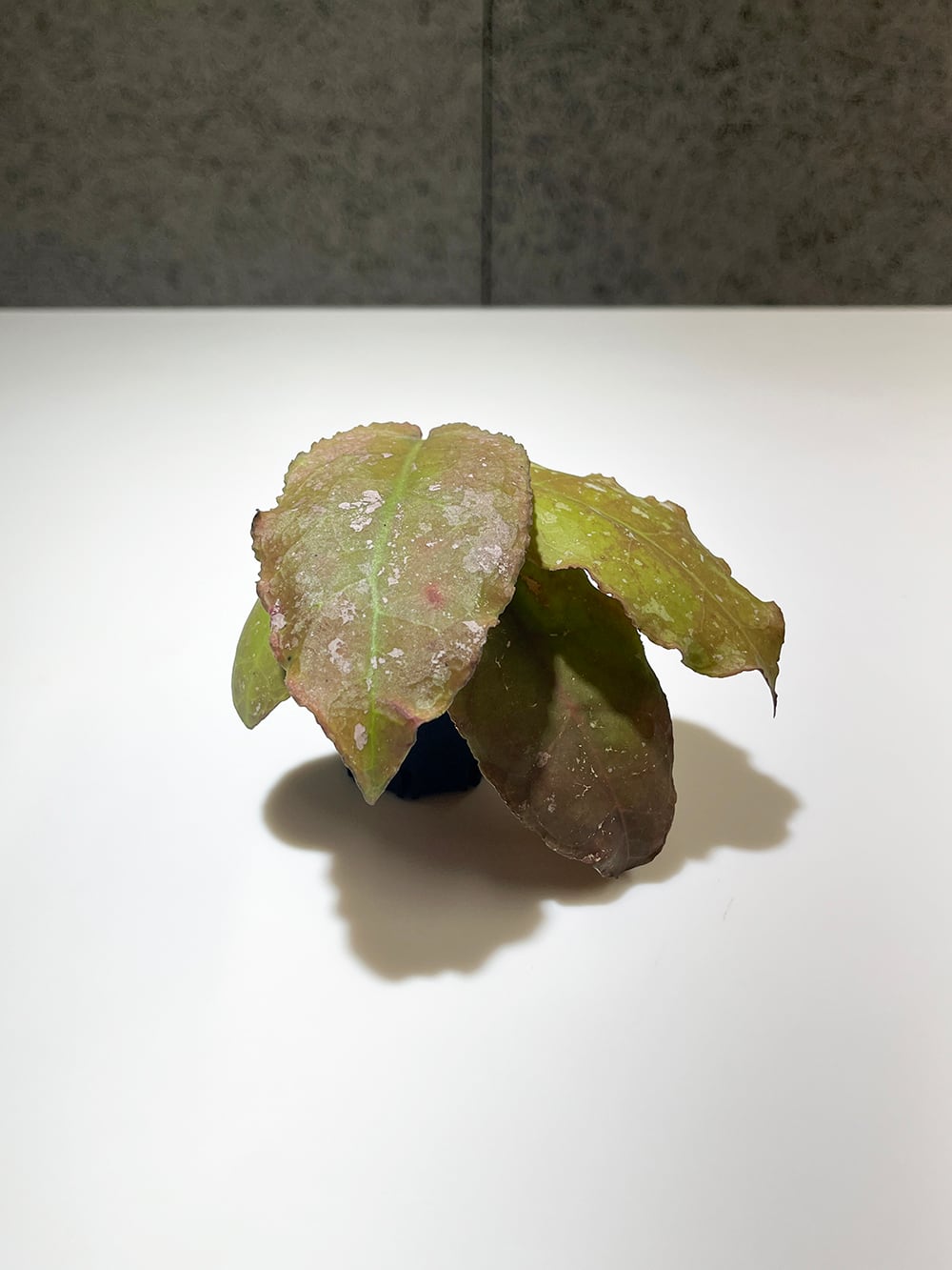 ホヤ ウンデュラータ【Hoya undulata】 | acore Inc.