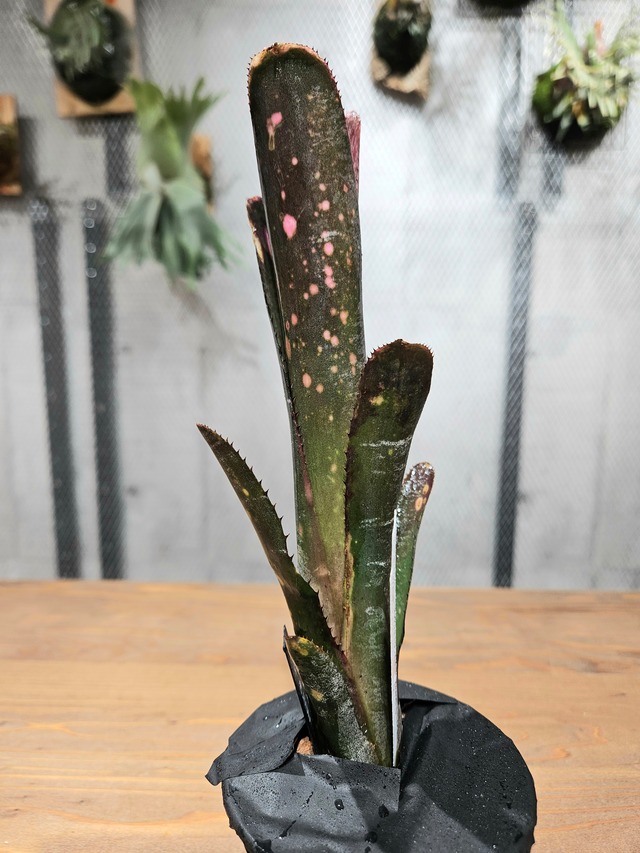 Billbergia. Incendiary Delight【artPLANTs/PLANTS GARAGE】   ビルベルギア/Billbergia