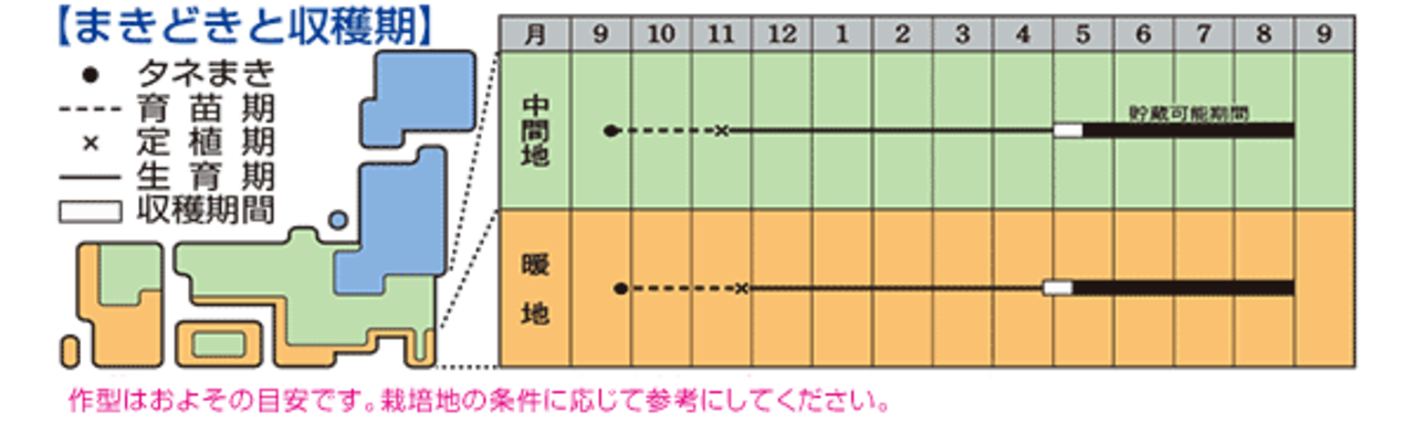 タマネギ「ソニック」（２DL）・画像5