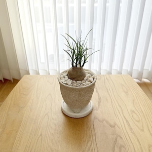 ノリナ（ボーカルネア）