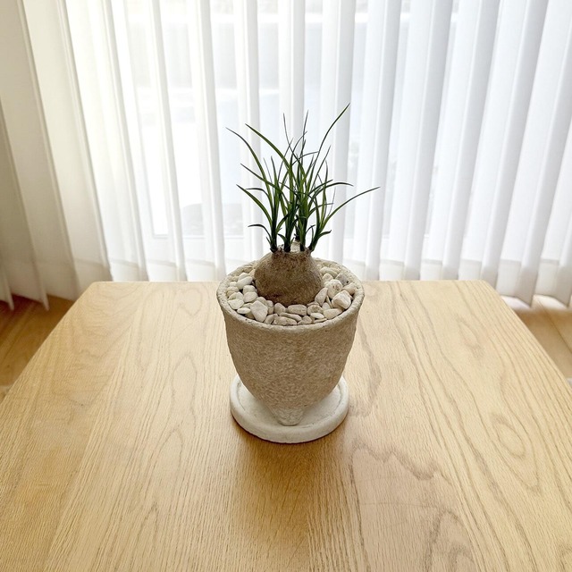 ノリナ（ボーカルネア）