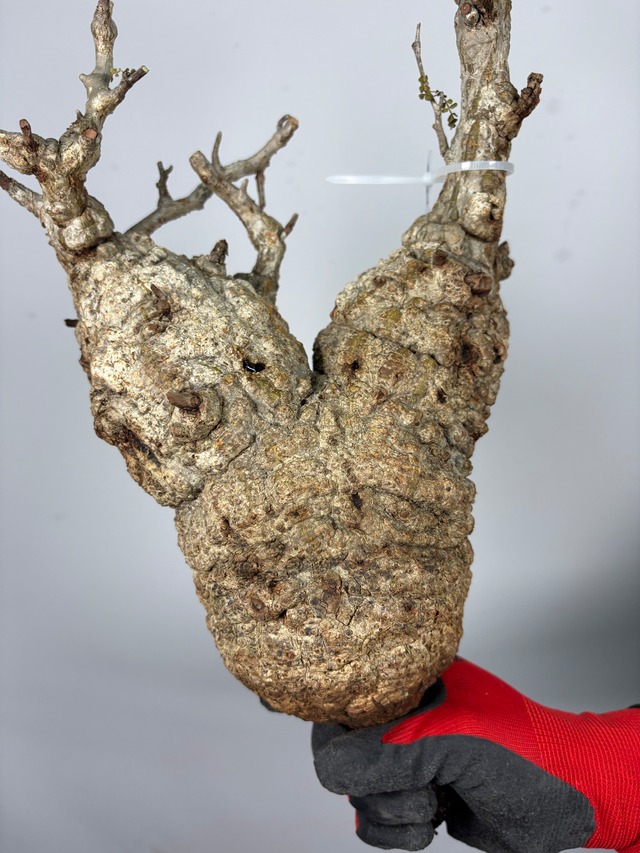 F158 現地発根株 オペルクリカリア パキプス 6/15 入荷 Operculicarya pachypus 塊根植物 現地球