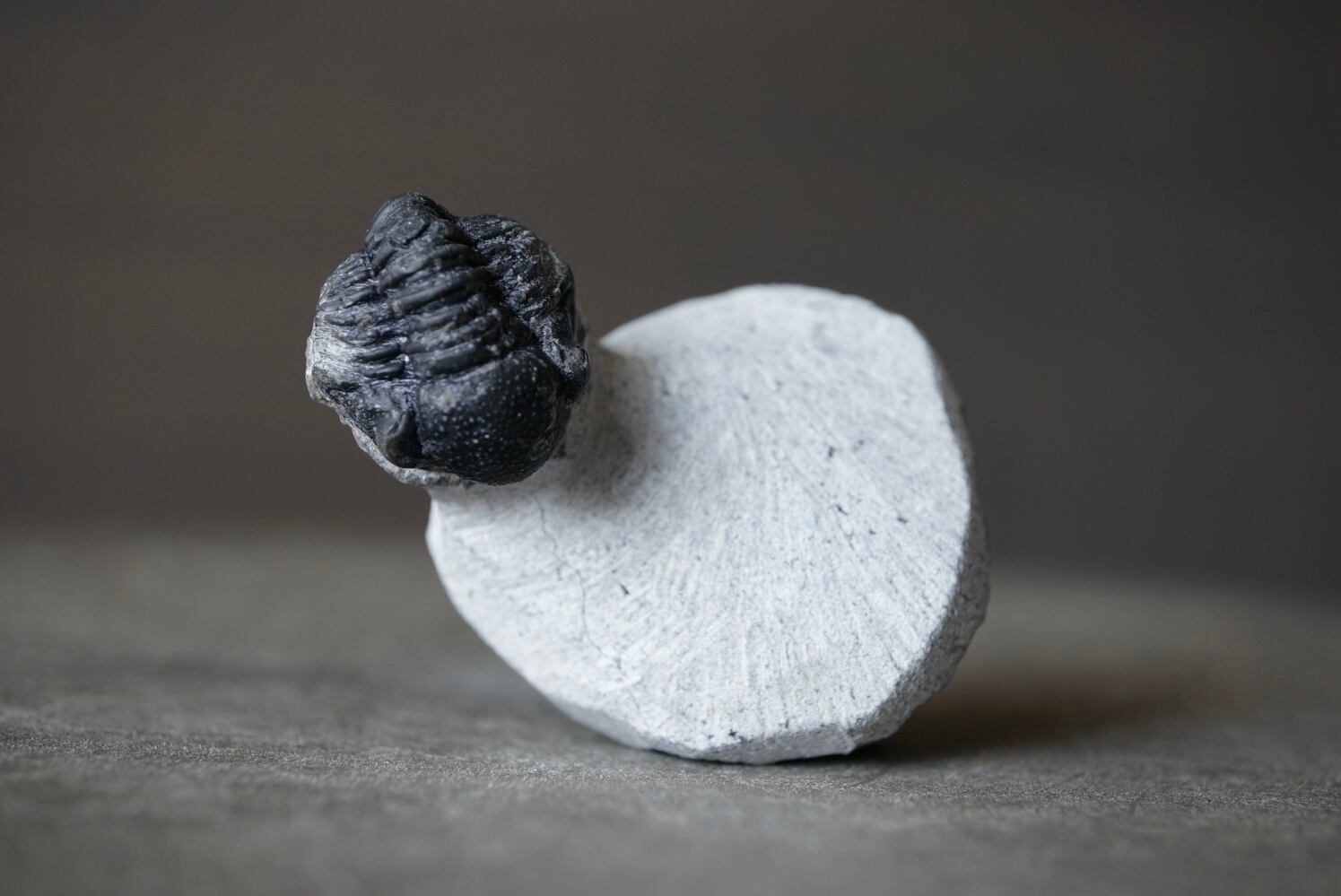 おうちで名大博物館 | 資料・メディア | 名古屋大学博物館 ウミユリ