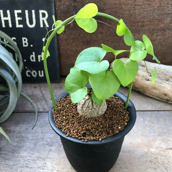 8800⤵️❇①プセウドリプサリス・ラムローサ 8800⤵️❇①実付！プセウドリプサリス・ラムローサ 【公式通販】