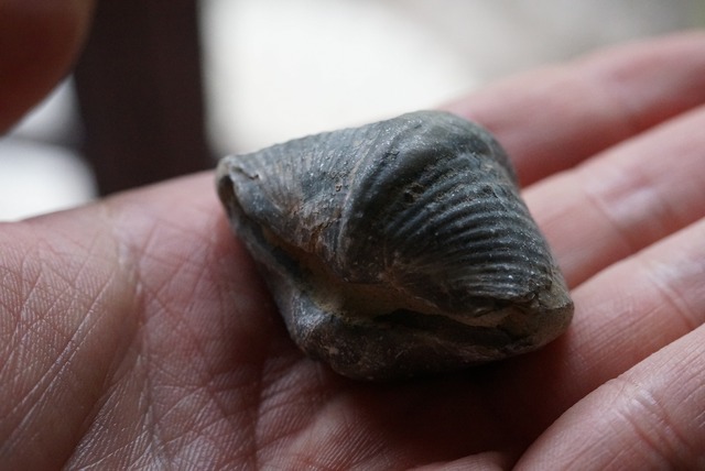 Spinocyrtia elburzensis 化石  ①