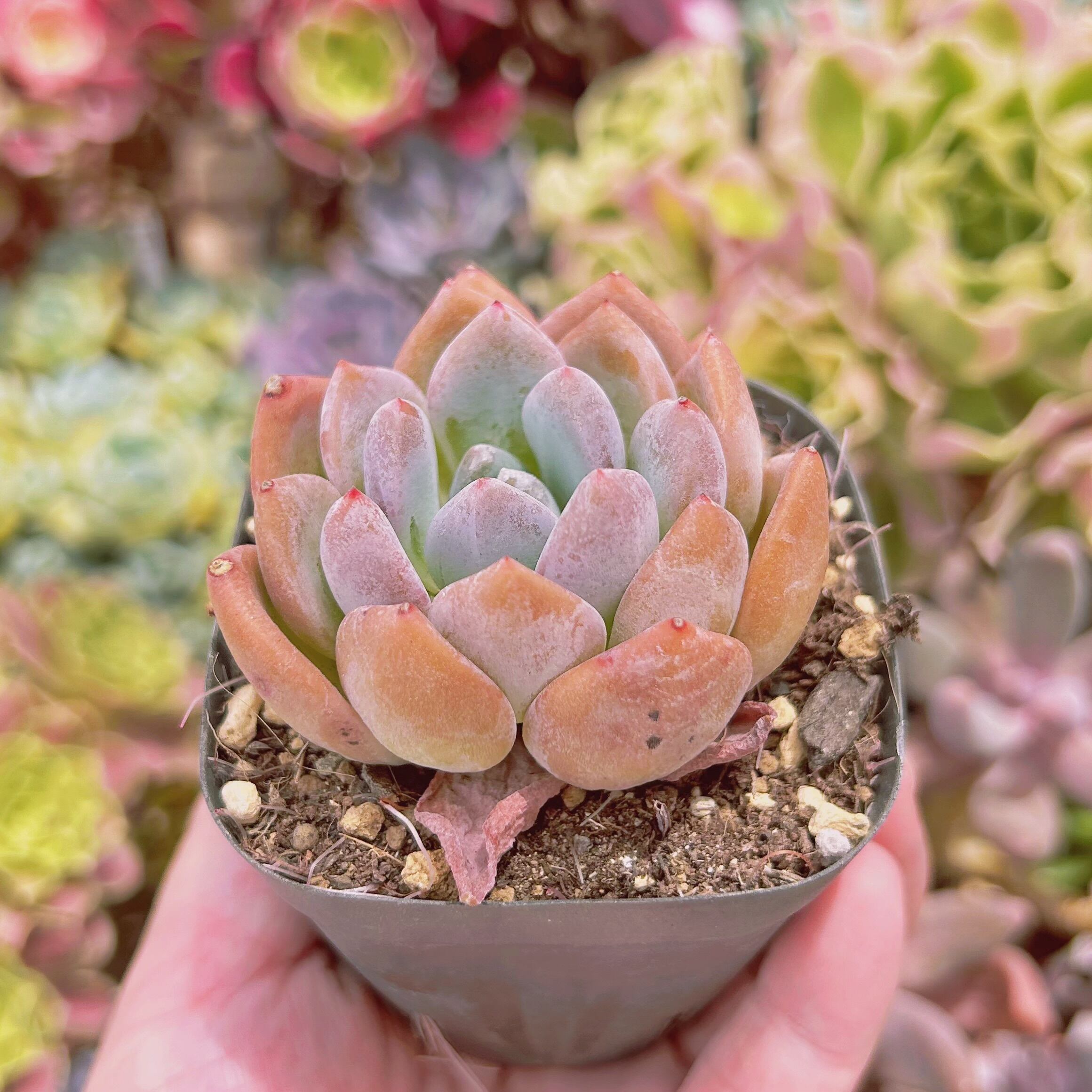 1132現物 多肉植物 ドリームアニー 抜き苗 | るる農園~多肉植物専門