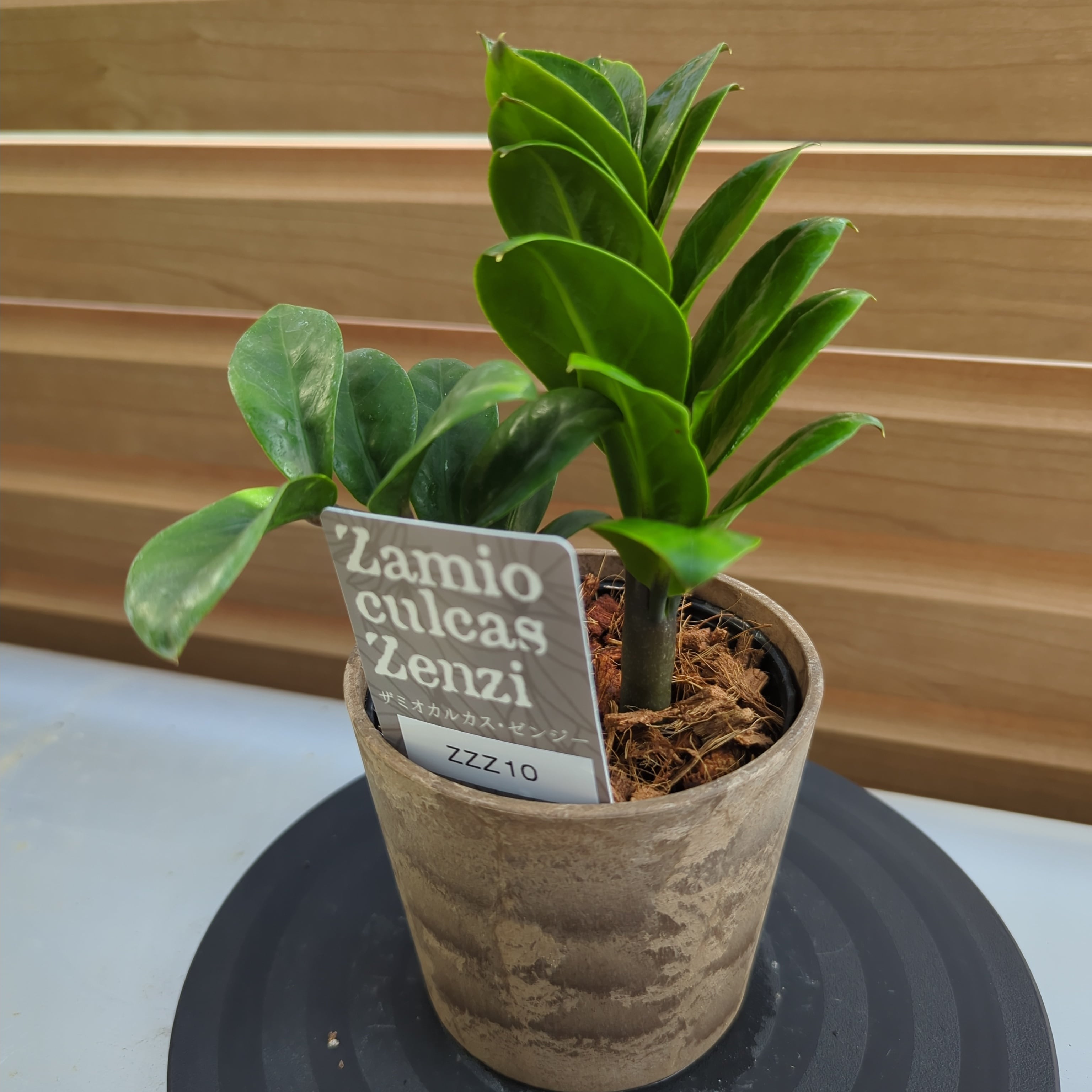 希少種】ザミオクルカス ゼンジー 矮性品種 | BRIDGE GARDEN