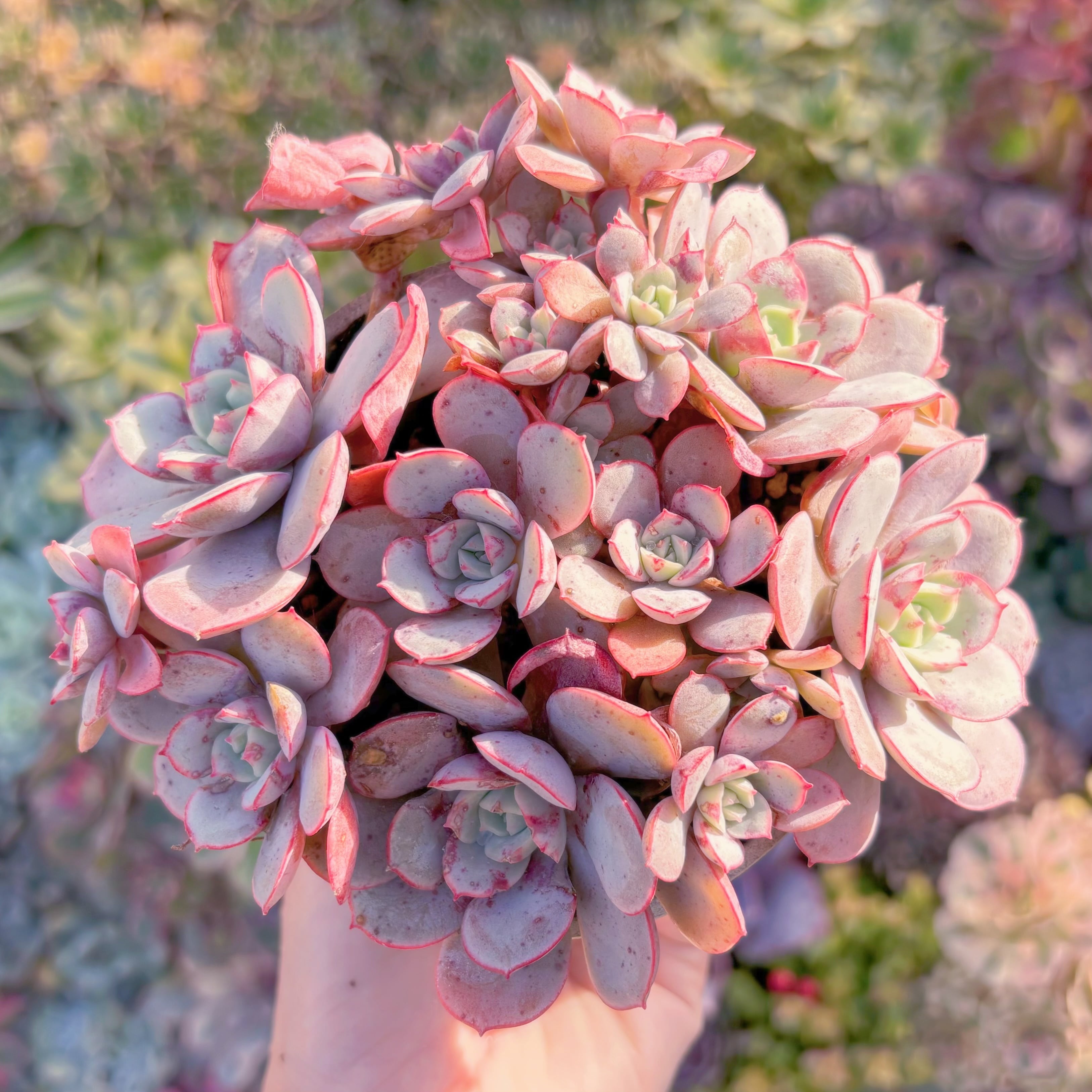 現品　凌波仙子（りょうはせんし）#1132　大群生　新入荷　るる農園