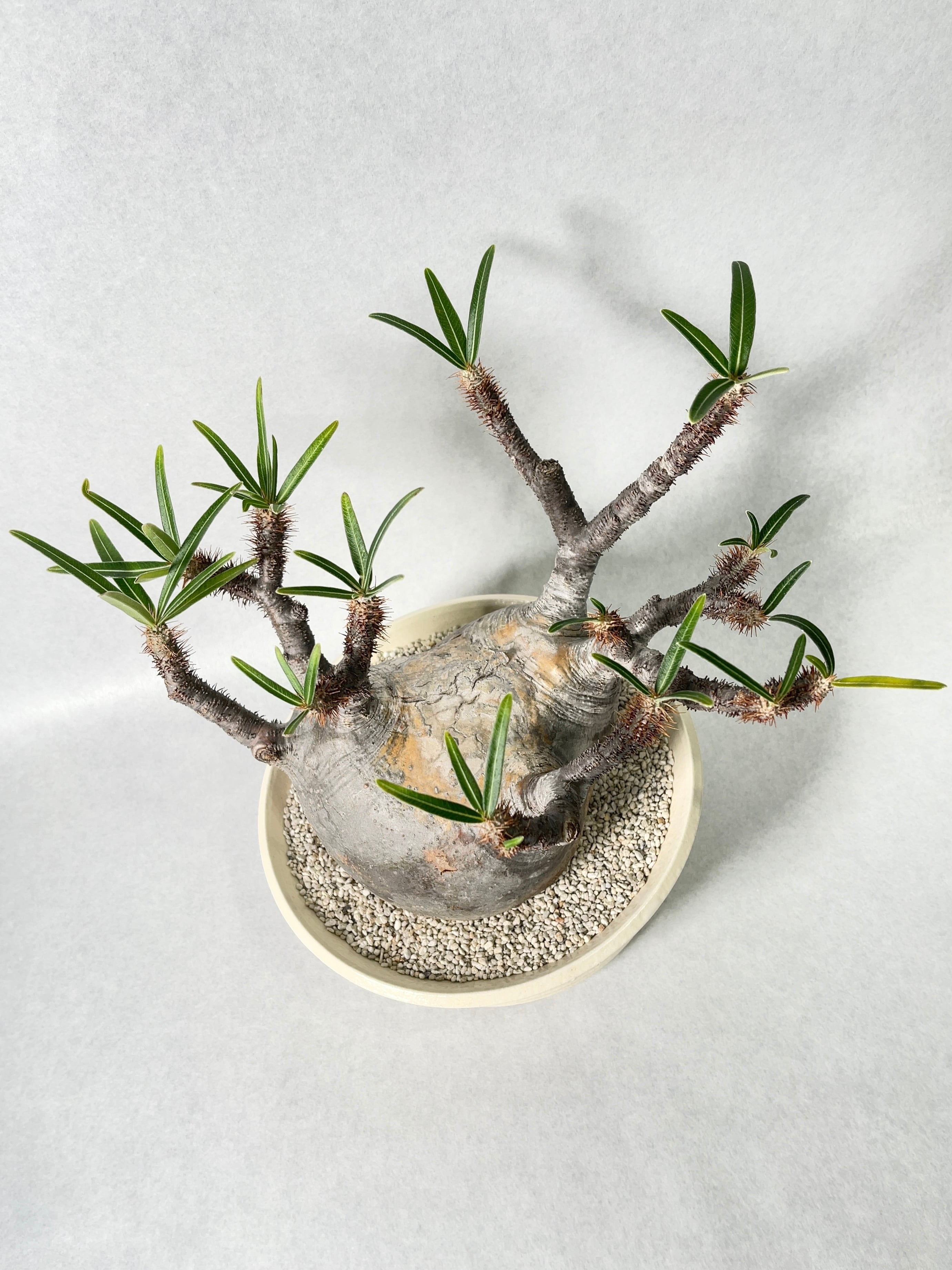 パキポディウム・グラキリス | trigger