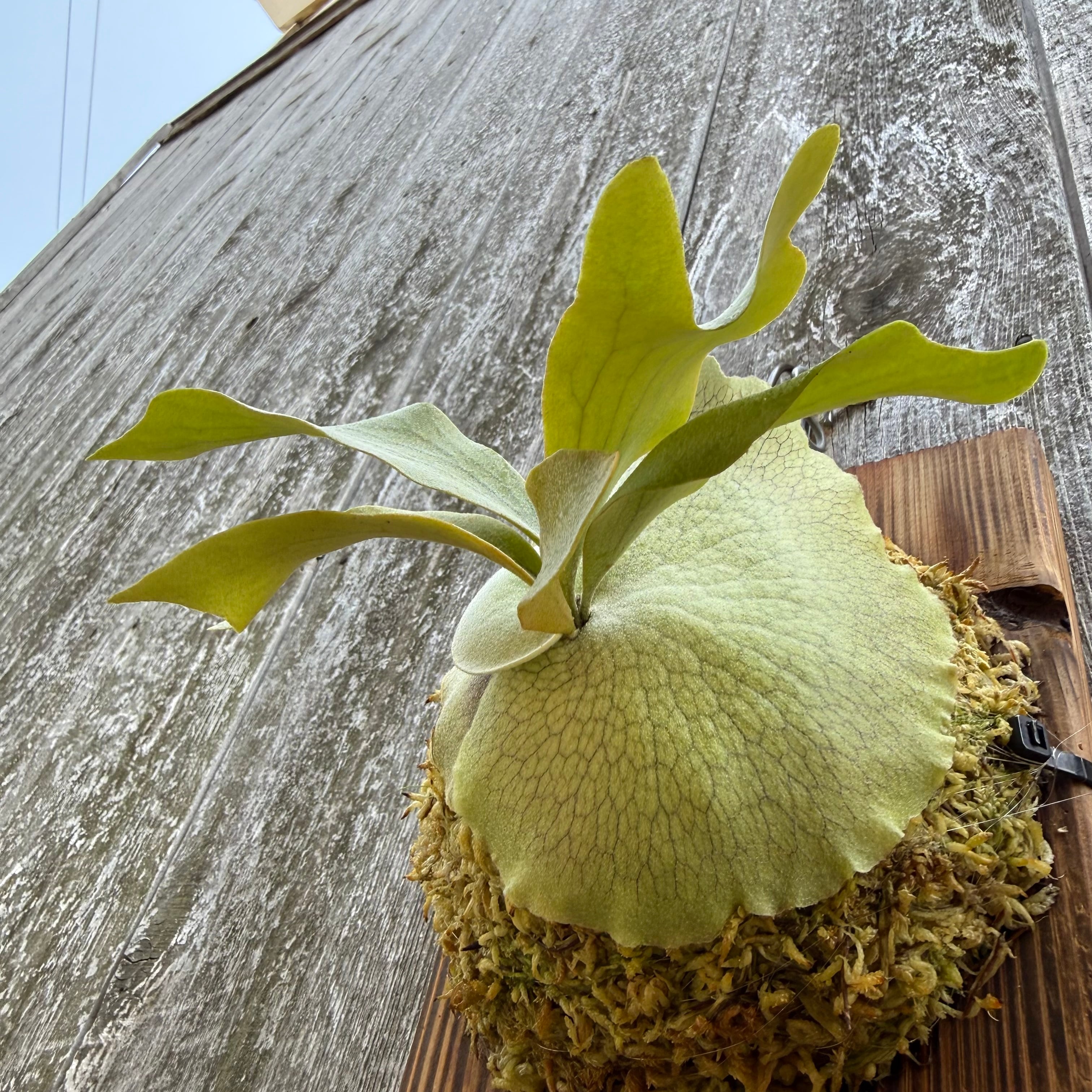 P.willinckii “O.M.G“,P.Elsa 12th oasis sporeling | naturefix