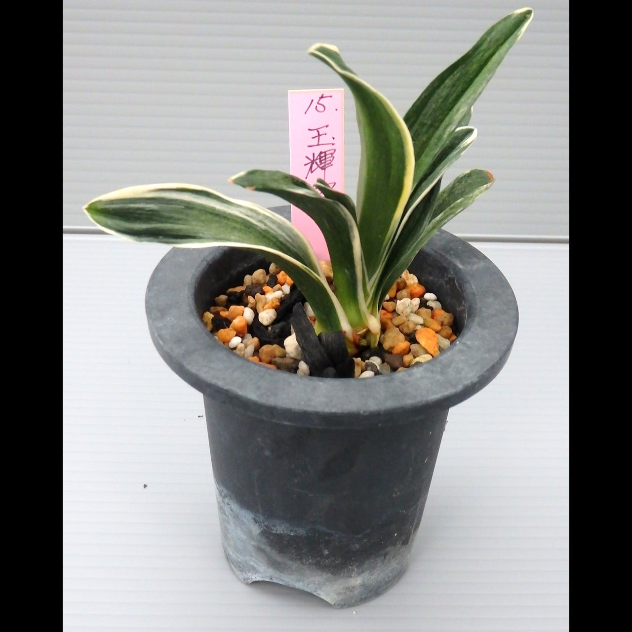 万年青（オモト）［日本国内向け］ | 森巣鬱林堂 / Morynos Utsurindo