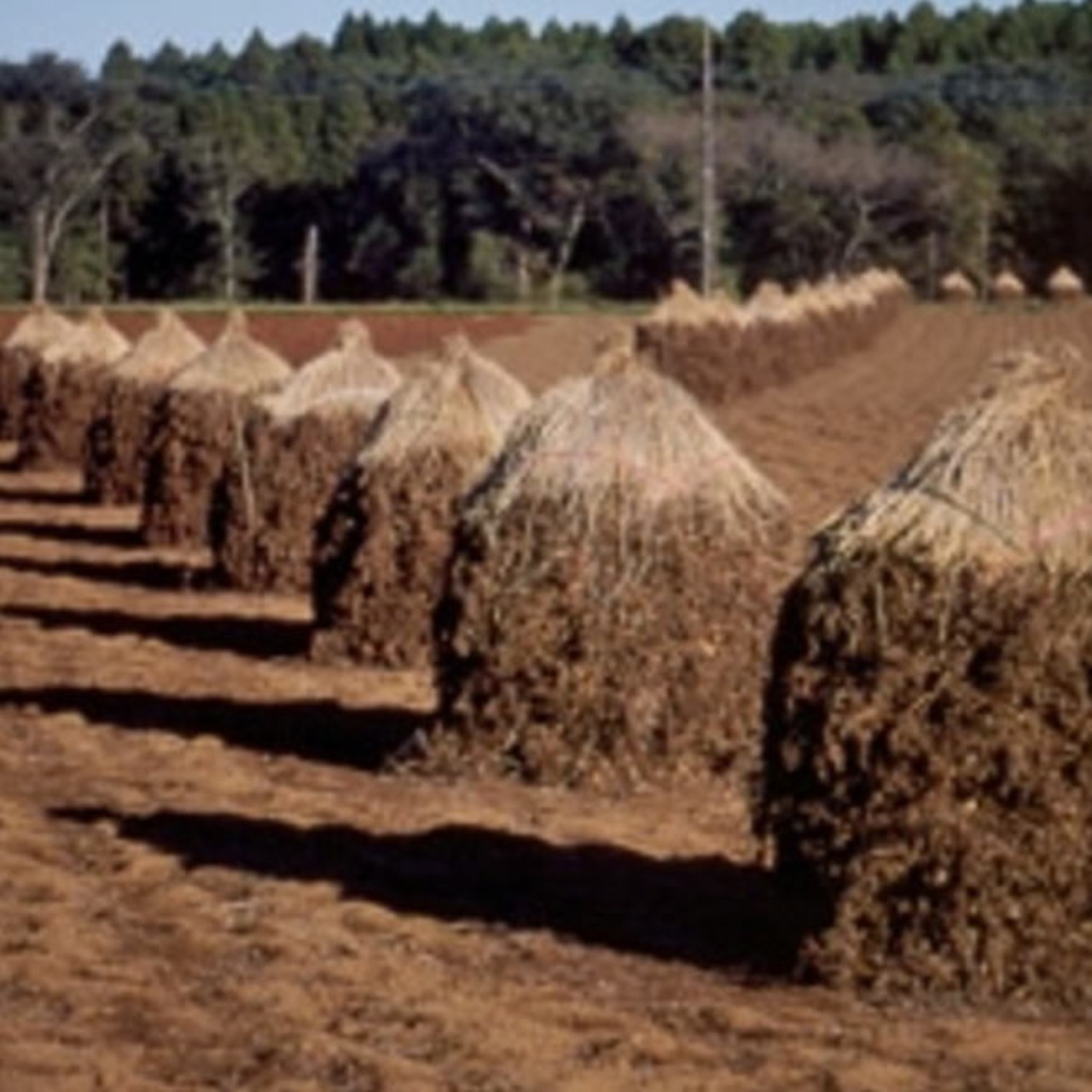 ピー糖 《千葉県産》 120g
