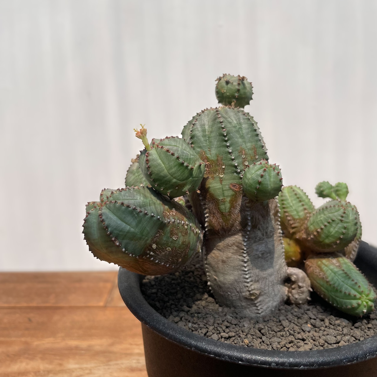 Euphorbia Obesablow【ユーフォルビア・オベサブロウ】