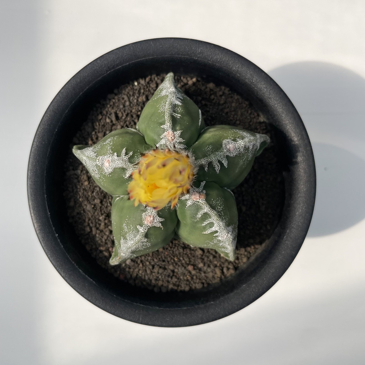 Astrophytum 雪陵亀甲ランポー