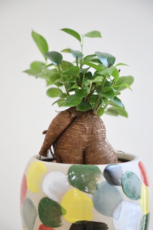 【S】ガジュマル/Ficus microcarpa