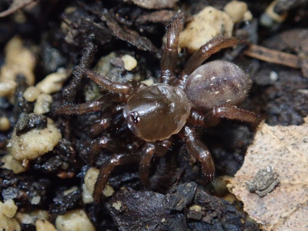 Spider クモ | Bebe Rep. 奇蟲部門