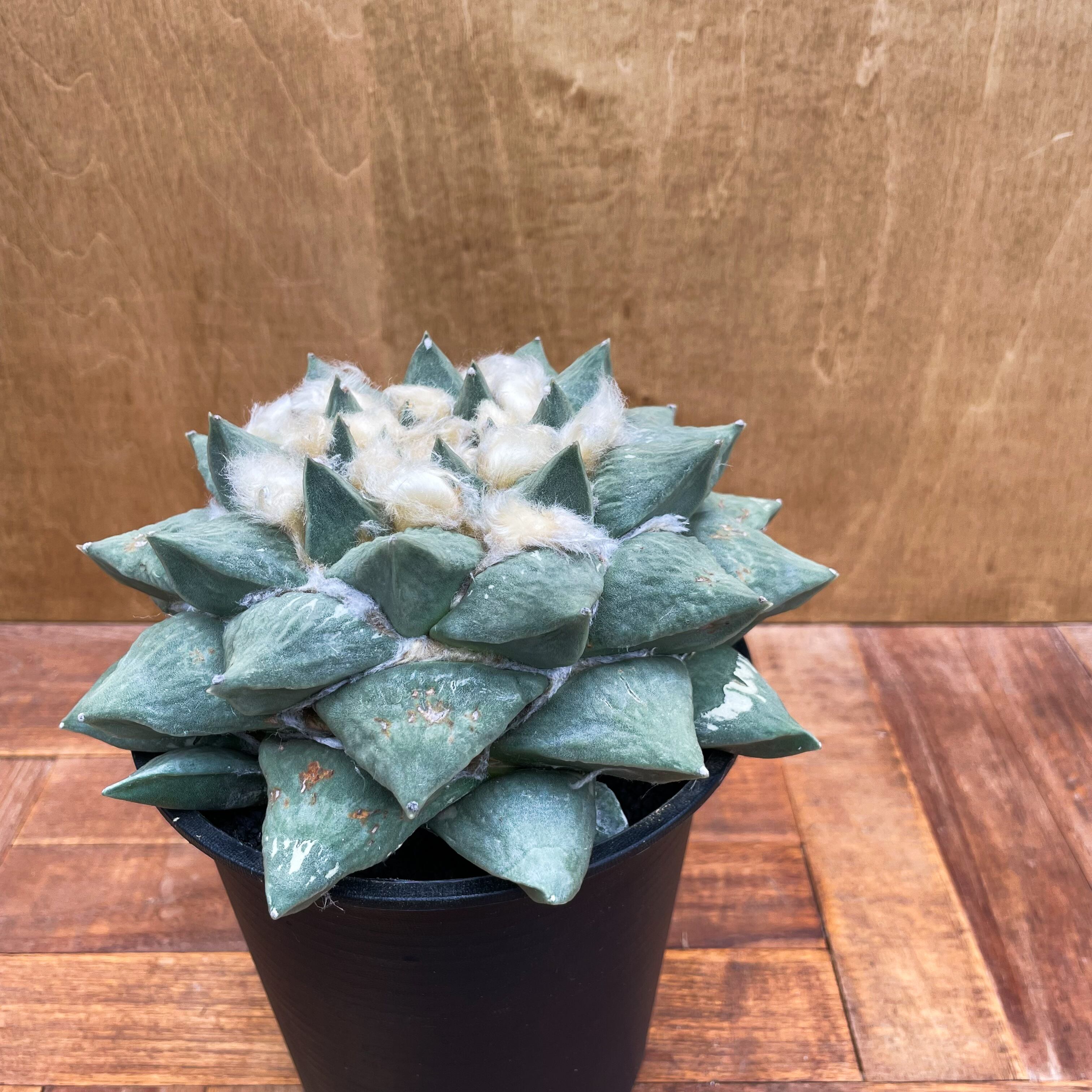 Ariocarpus retusus【アリオカルプス・岩牡丹】 | RIMO'S GREEN