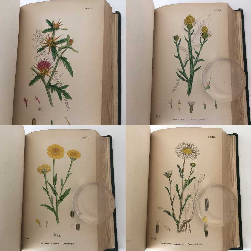 植物図鑑 植物画 Sowerby English Botany イギリス 英国 植物図鑑 Vol 5 1866年 銅版画手彩色 カラープレート180枚 ボタニカルアート 博物画 小さなワクワク べるりんのーと